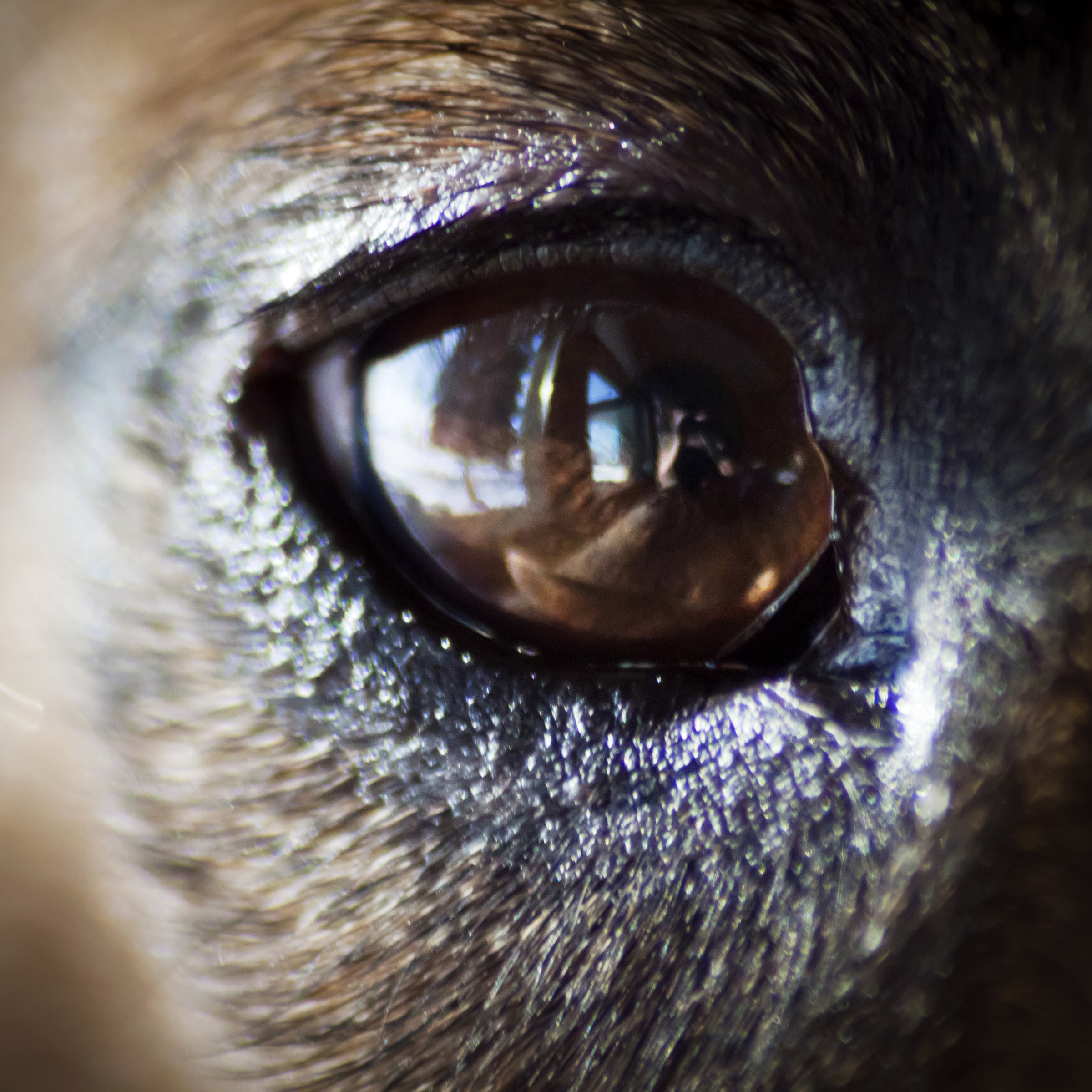 Eye