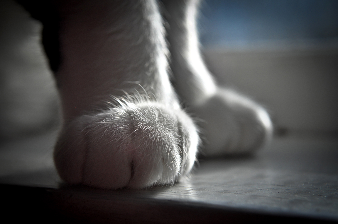 Paws